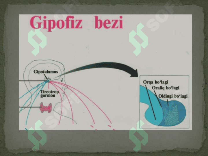 Ichki sekretsiya bezlarining yoshga doir xususiyatlari 8