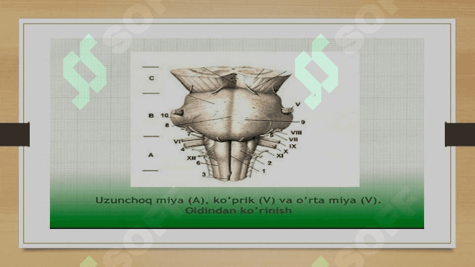 Uzunchoq miya 7