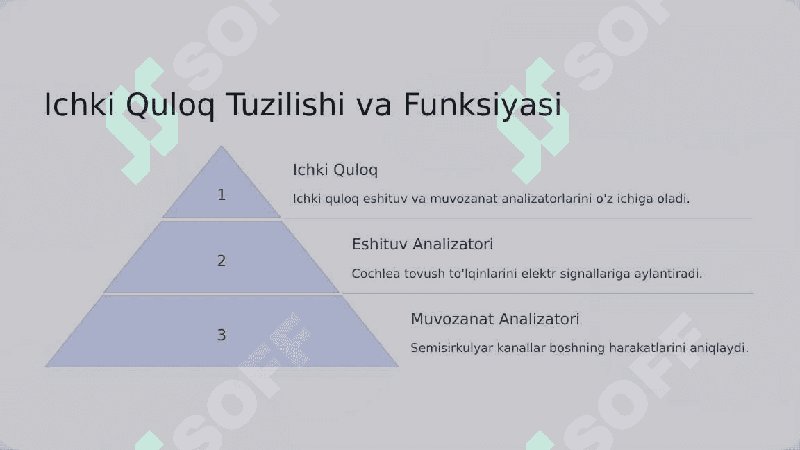 Ichki quloq eshituv va muvozanat analizatorlarini o'tkazuv yo'li 4