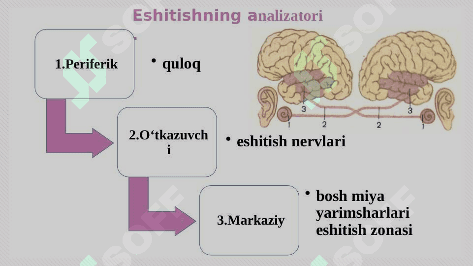 Eshitish organlarining tuzilishi , eshitish gigiyenasi 3