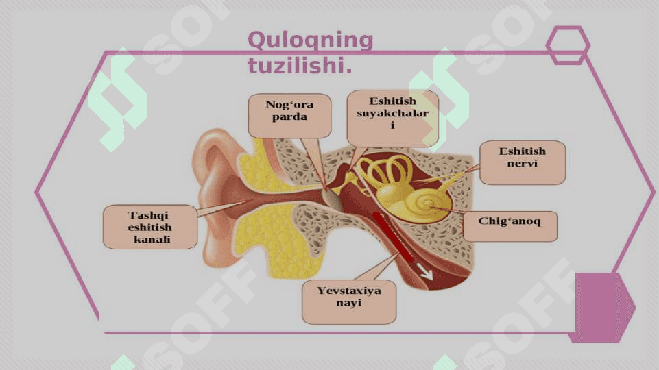 Eshitish organlarining tuzilishi , eshitish gigiyenasi 4