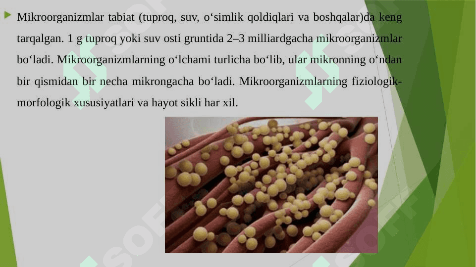 FIKSIRLANGAN, BO'YALGAN PREPARATNI TAYYORLASH, SHARSIMON, TAYOQCHASIMON MIKROORGANIZMLAR VA ULARNING MORFOLOGIYASI BILAN TANISHISH.TUPROQ, SUV XAVO MIKROFLORASINI O'RGANISH. AKTINOMITSILAR VA ULARGA YAQIN ORGANIZMLAR. 8
