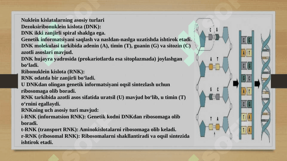 Nuklein kislatalarining oqsil biosintezida roli 5