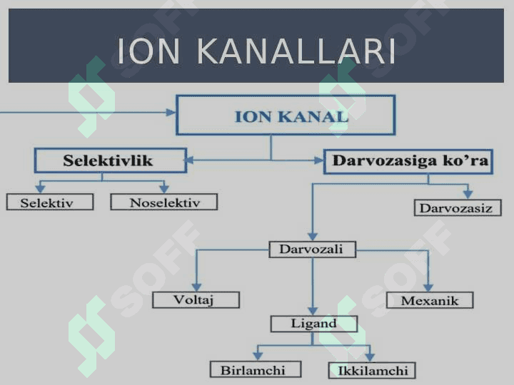 Harakat potensiali 2