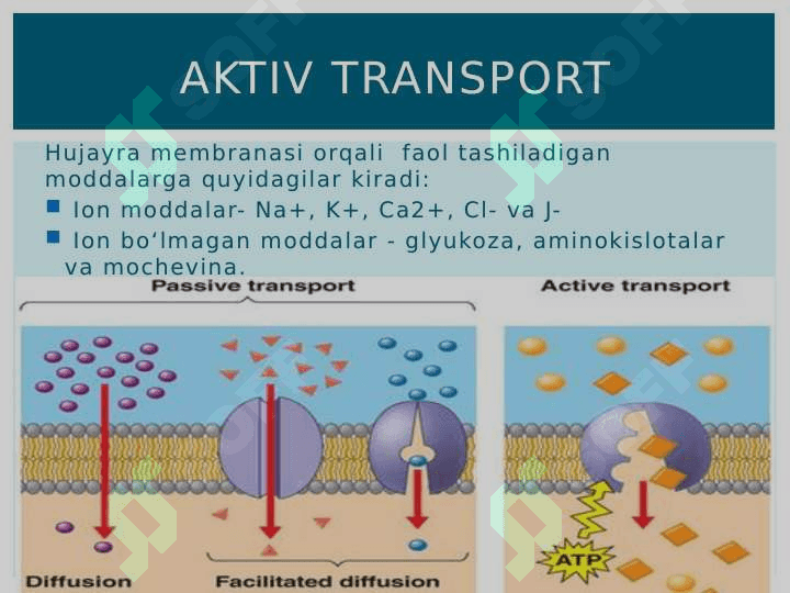 Aktiv transport 3