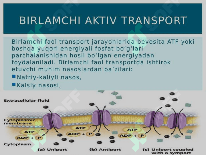 Aktiv transport 4