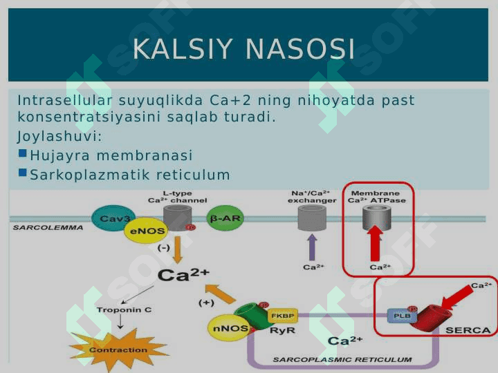 Aktiv transport 6