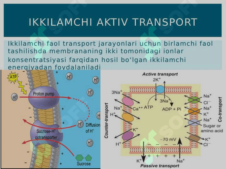Aktiv transport 8