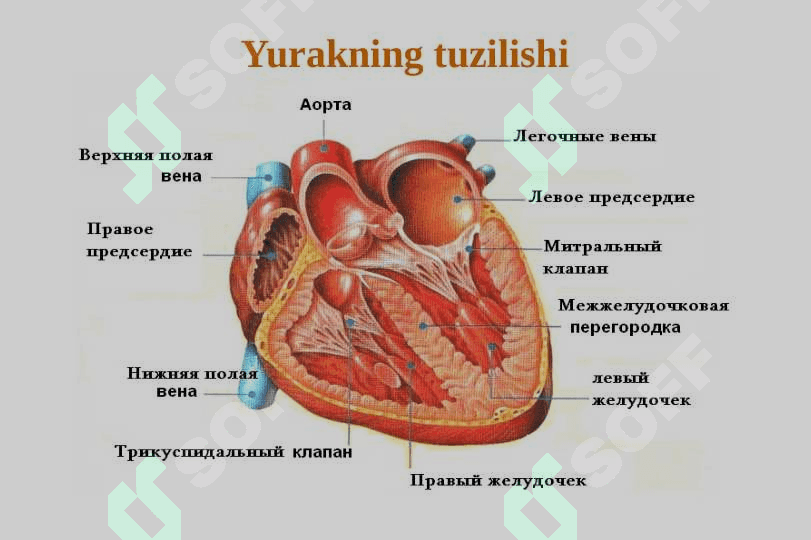 Yurak fiziologiyasi. Gemodinamikaning fiziologik asoslari 2