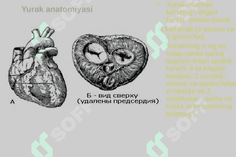 Yurak fiziologiyasi. Gemodinamikaning fiziologik asoslari 3