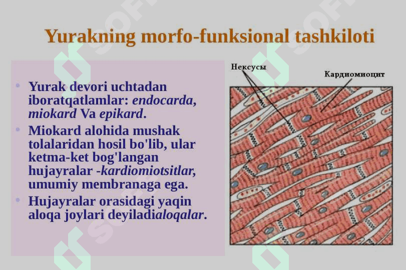 Yurak fiziologiyasi. Gemodinamikaning fiziologik asoslari 4