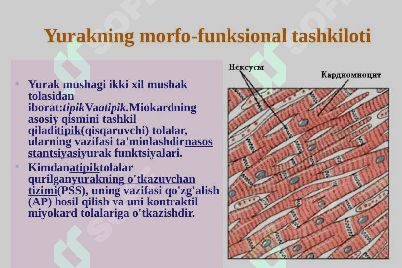 Yurak fiziologiyasi. Gemodinamikaning fiziologik asoslari 5