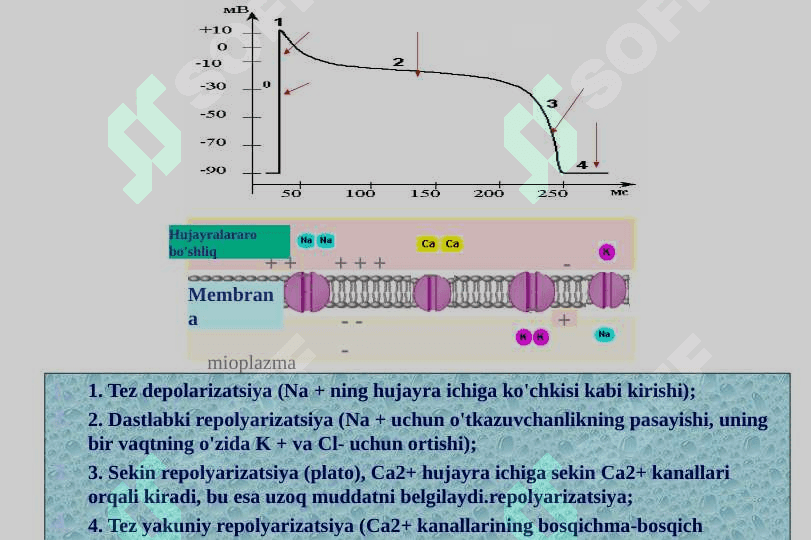 Yurak fiziologiyasi. Gemodinamikaning fiziologik asoslari 8
