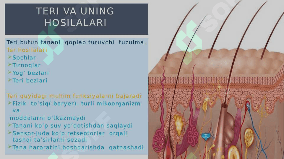 Umumiy fizologiya 4