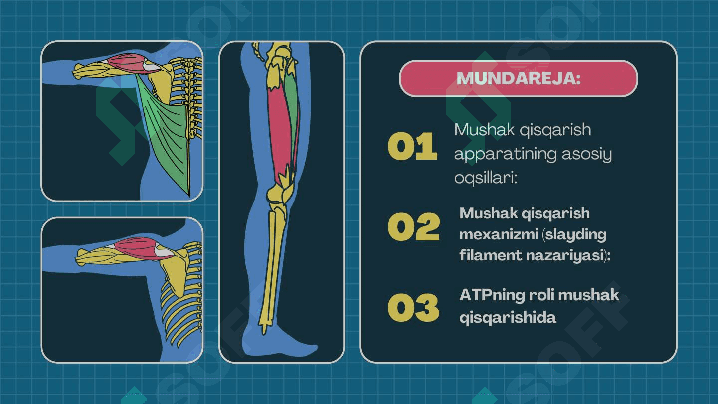 Harakatchan va qisqaruvchi jarayonlar. 3