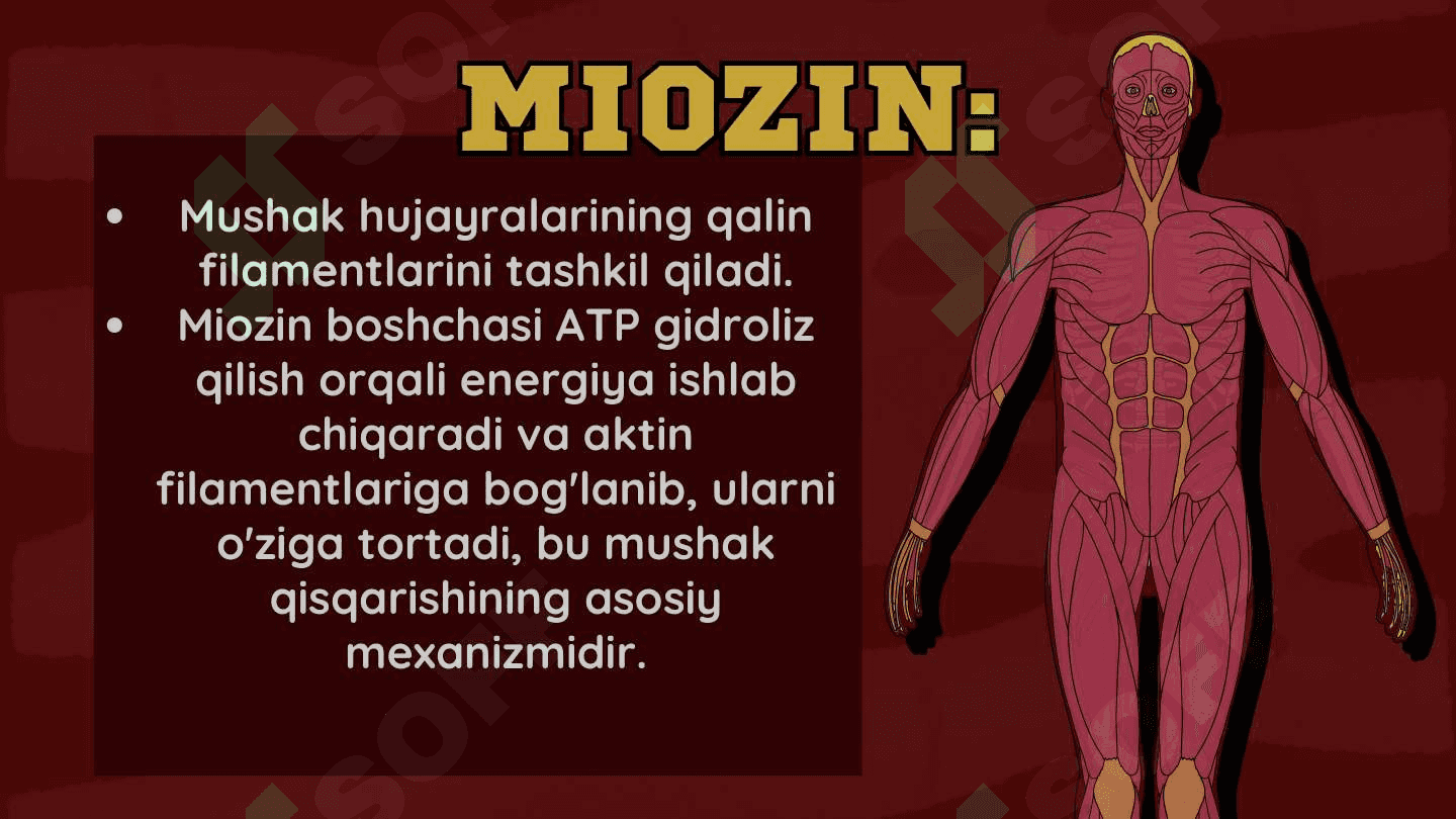 Harakatchan va qisqaruvchi jarayonlar. 8