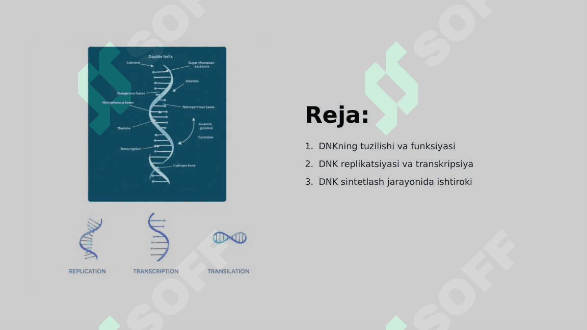 DNKning oqsil biosintezidagi roli. Ginetik injeneriya 2