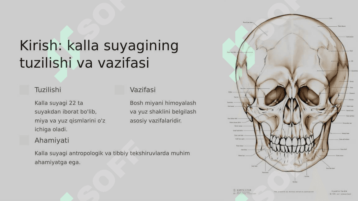 Kalla suyagining yoshi va jinsiy tafovutlari 3