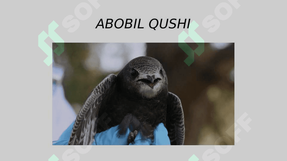 Abobil qushi 2