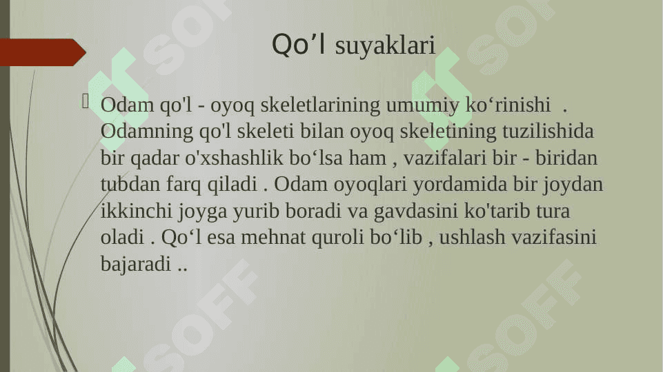 Qo‘l suyaklari 2