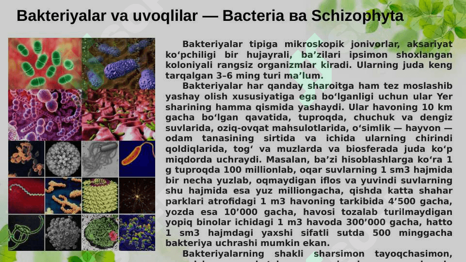 Zamburug‘lar va lishayniklar bo‘limlari 3