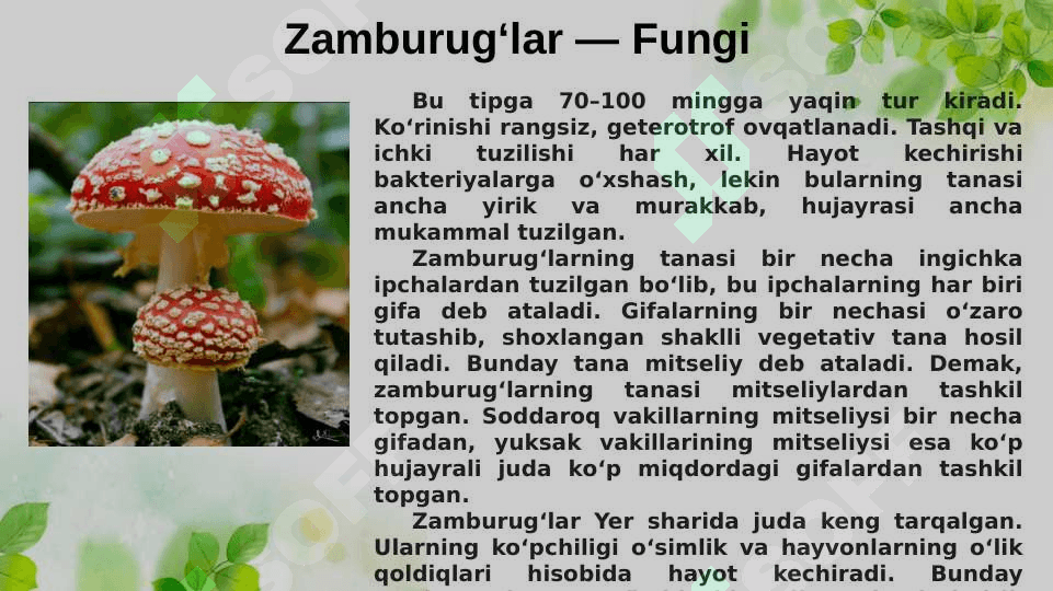 Zamburug‘lar va lishayniklar bo‘limlari 4