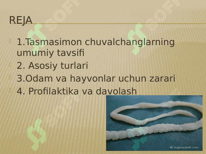 Tasmasimon chuvalchanglar odam parazitlari 2