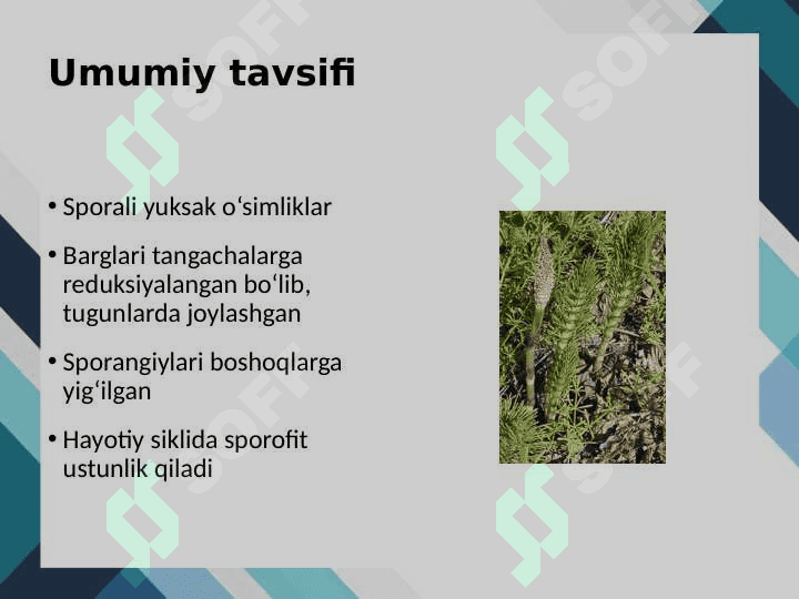 Equisetophyta – Qiqbo‘g‘imlar bo‘limi 2
