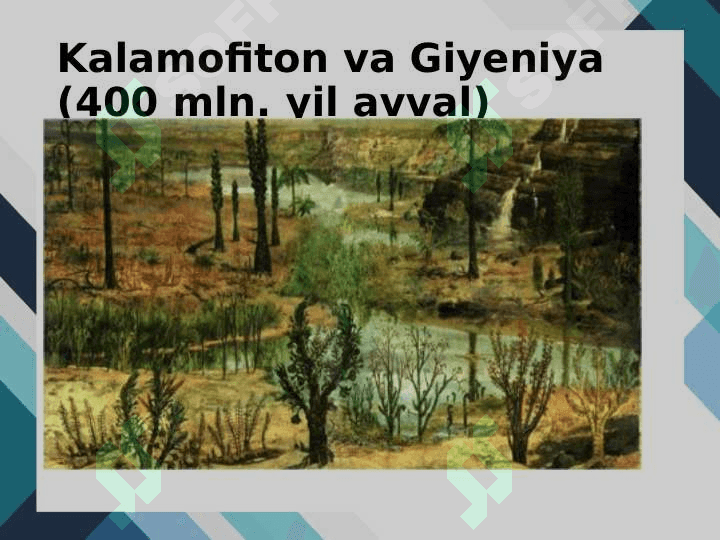 Equisetophyta – Qiqbo‘g‘imlar bo‘limi 7