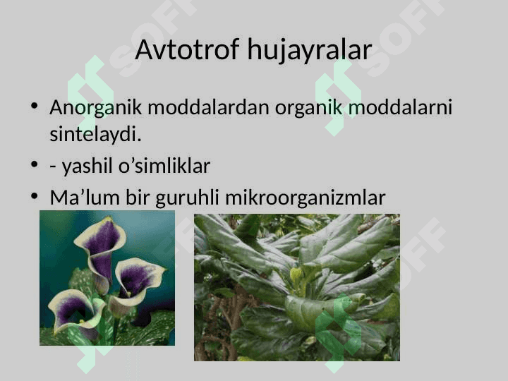 Hujayraning oziqlanishi 2
