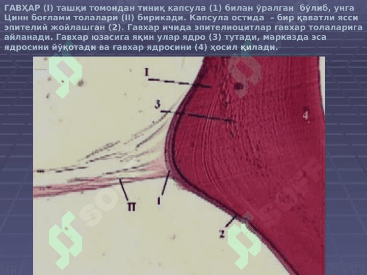 СЕЗГИ АЪЗОЛАРИ 8