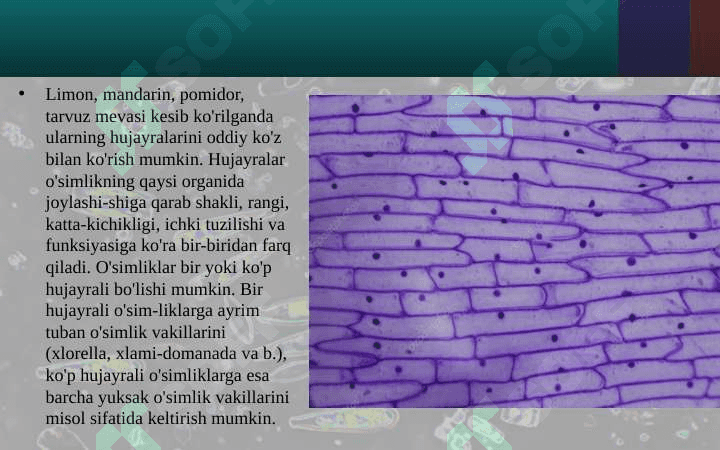 O'SIMLIK HUJAYRASINING TUZILISHI 6