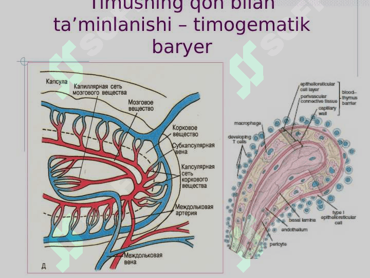 Qon. Qon yaratuvchi organlar 6