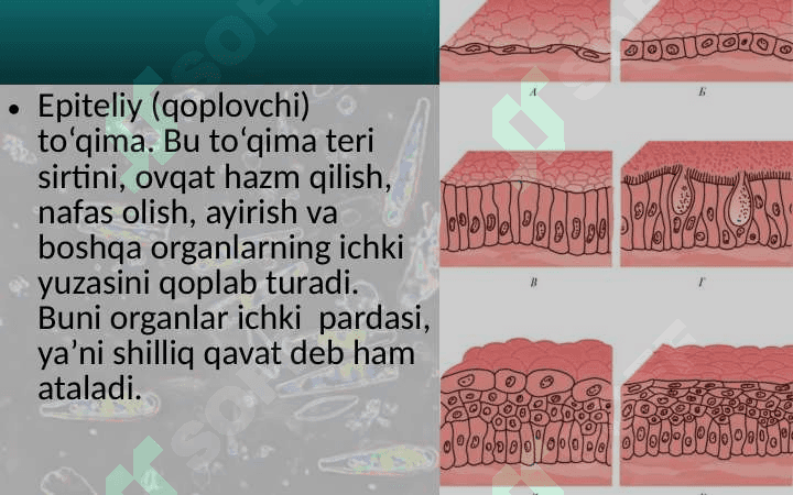 Epiteliy to‘qimalar. Organlar va organlar sistemasi 3