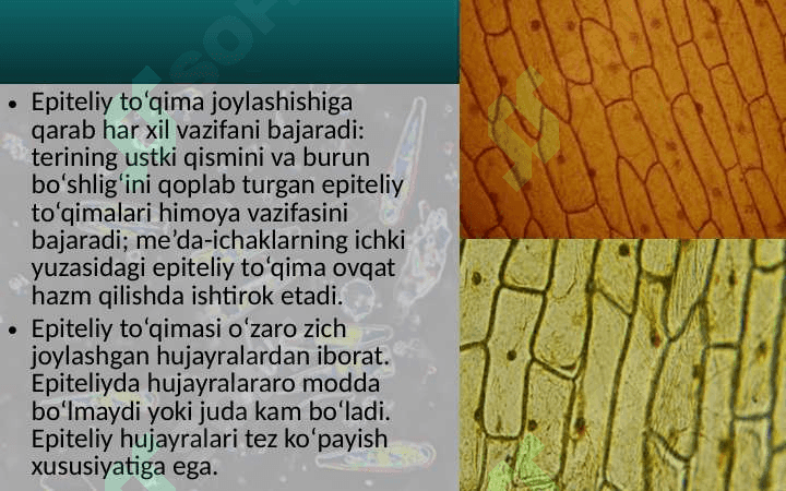 Epiteliy to‘qimalar. Organlar va organlar sistemasi 6
