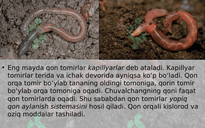 Yomg‘ir chuvalchangining ichki tuzilishi 7