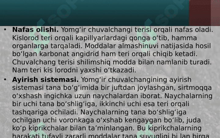 Yomg‘ir chuvalchangining ichki tuzilishi 8