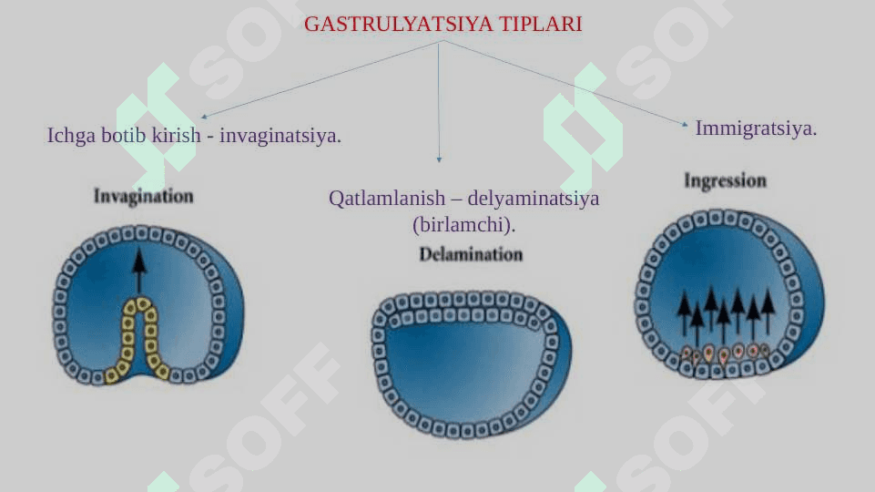 GASTRULYATSIYA. ORGANOGENEZ 2