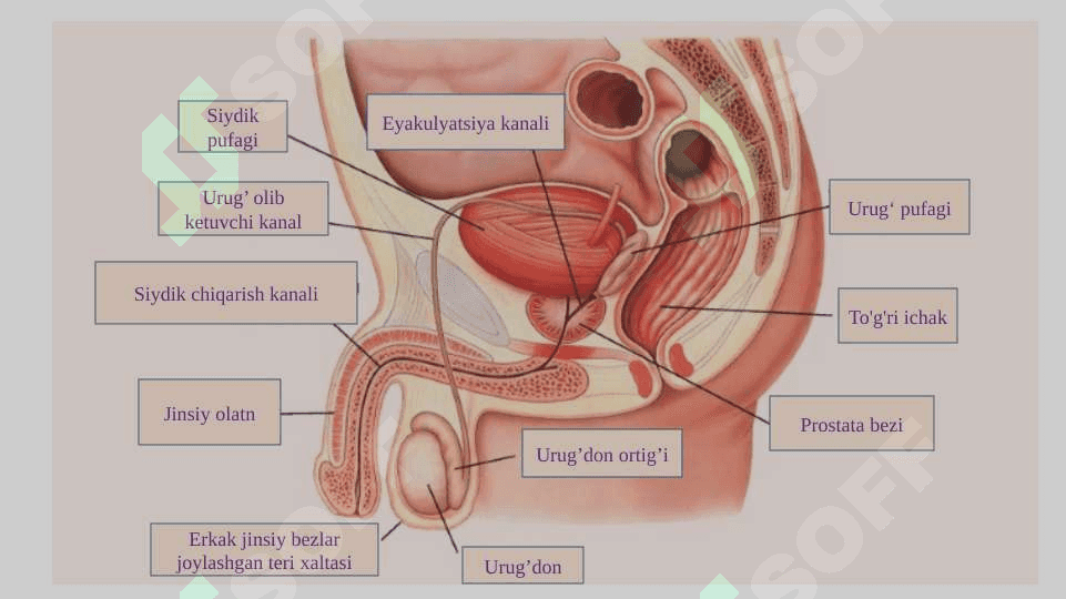Urug' hujayralarining ko'payishi va spermatogenez 2