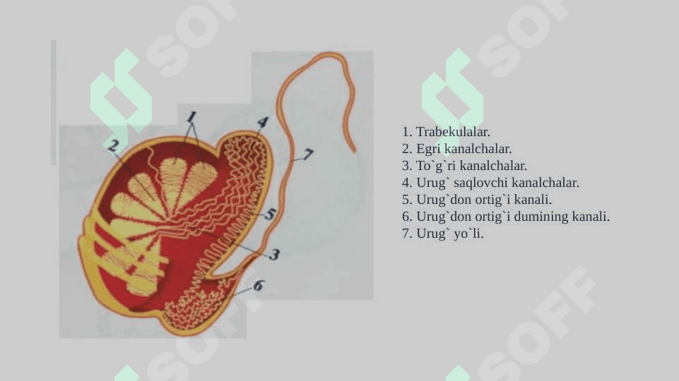 Urug' hujayralarining ko'payishi va spermatogenez 3