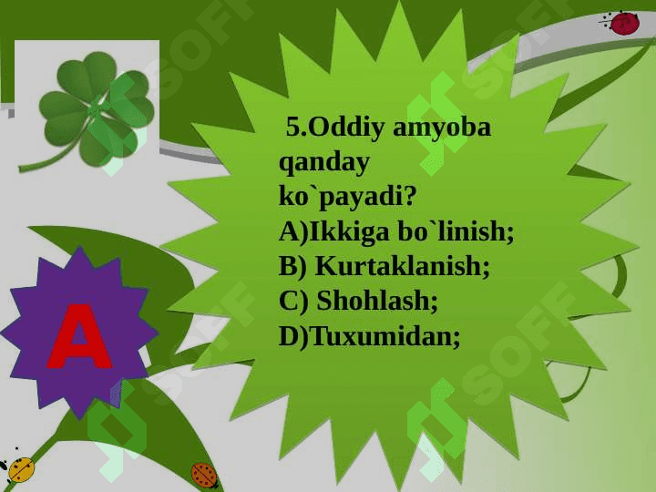 Xivchinlilar  sinfi. 6