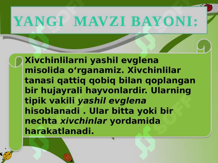 Xivchinlilar  sinfi. 7