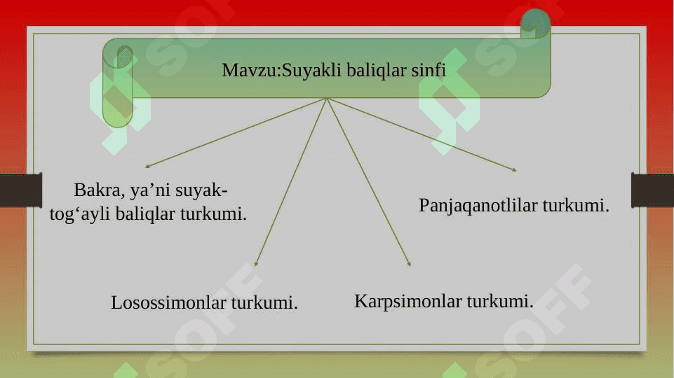 SUYAKLI BALIQLAR SINFI 8