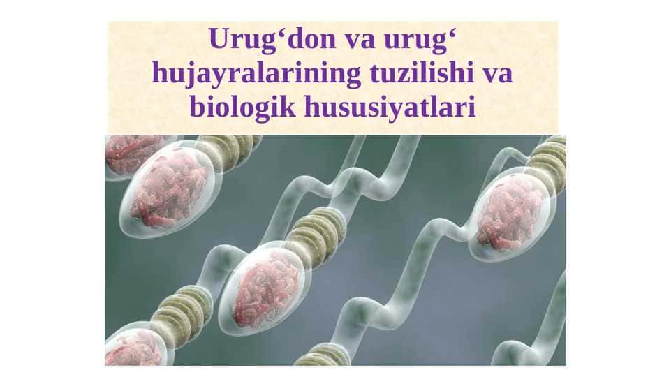 Urugʻdon va urugʻ hujayralarining tuzilishi va biologik hususiyatlari