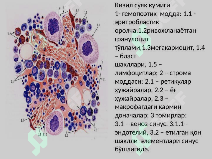 Қон яратувчи ва иммун-ҳимоя аъзолари 2