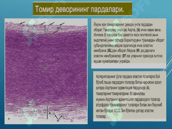 ЮРАК ҚОН-ТОМИРЛАР СИСТЕМАСИ 8