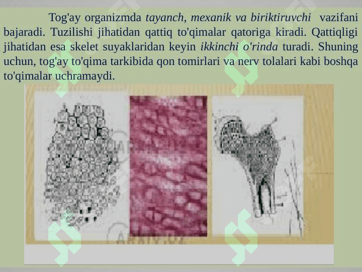 Tog’ay va suyak to’qimalari, hujayralari va oraliq modda tuzilishi 3