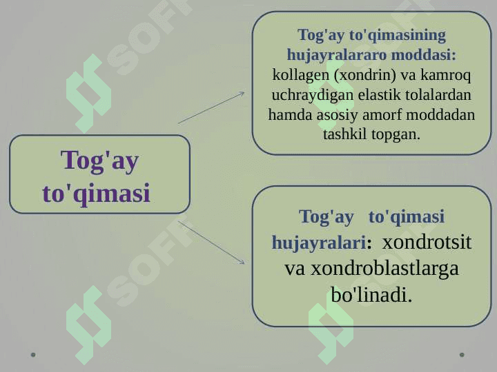 Tog’ay va suyak to’qimalari, hujayralari va oraliq modda tuzilishi 5