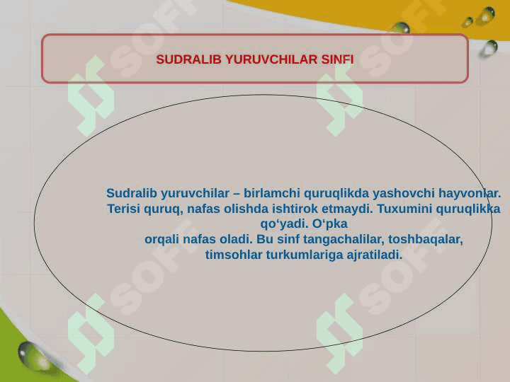 Reptilyalar-sudralib uruvchilar 2
