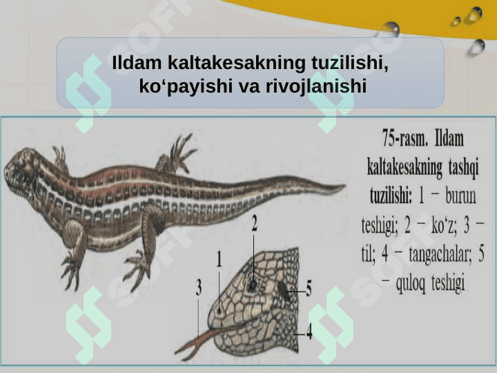 Reptilyalar-sudralib uruvchilar 3